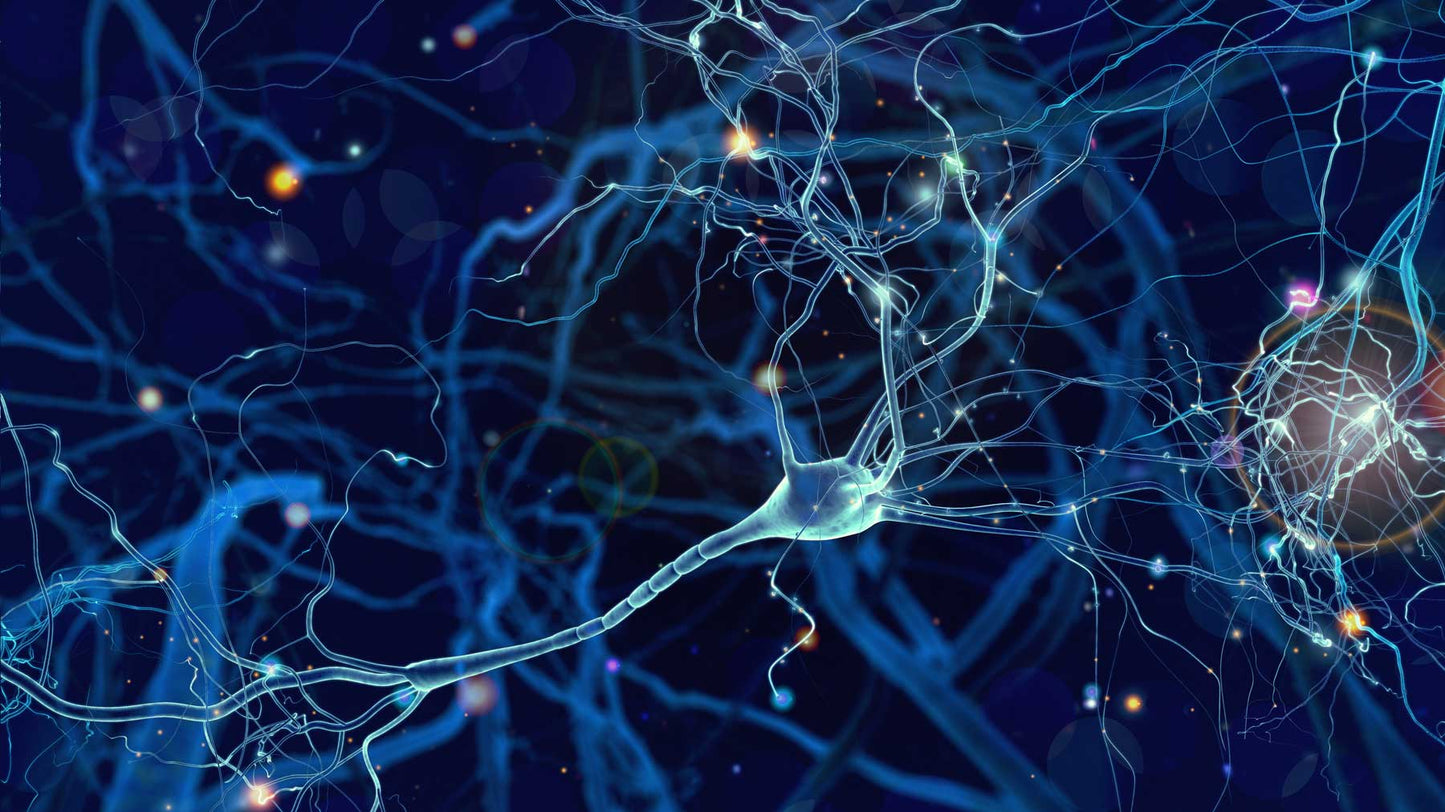 Neural networks in the human brain