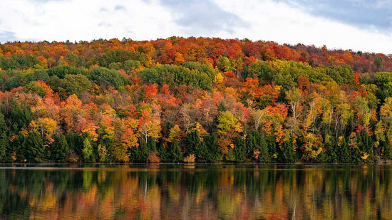 Vermont fall foliage