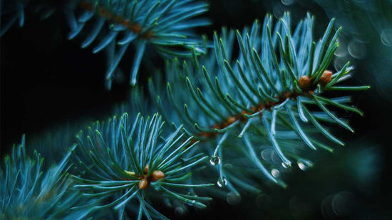 A bluish green branch of a conifer, its essential oil rich in terpinolene